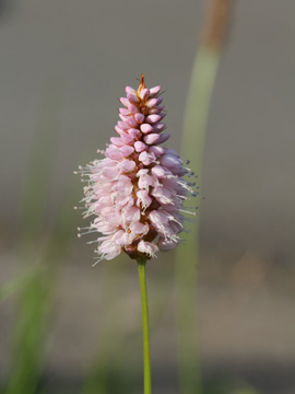 Bistorta_officinalis_030917_CB01.jpg
