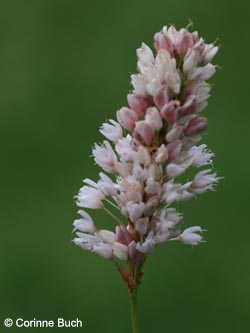 Bistorta_officinalis_Eifel2012_Moosberg090612_CB01.jpg