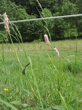 Bistorta_officinalis_Remscheid_Feldbachtal_101017_ja01.jpg