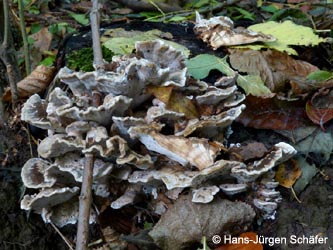 Bjerkandera_adusta_BoevinghauserBachtal141012_HJSchaefer.jpg