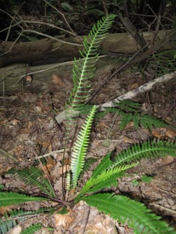Blechnum_spicant_HagenFarne_130713_ja11.jpg