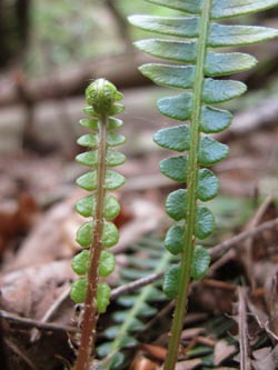 Blechnum_spicant_HagenFarne_130713_ja13.jpg