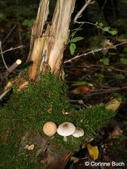 BoevinghauserBachtal141012_CB05.jpg