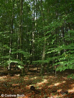 BoevinghauserBachtal141012_CB52.jpg