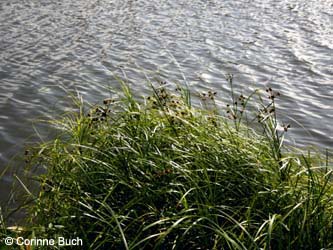 Bolboschoenus_maritimus_Elbe2008_3_CB10.jpg