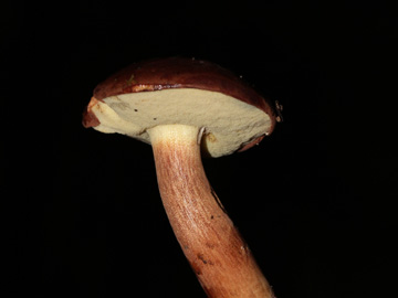 Boletus_badius_BO_Koenigsbuescher_Waeldchen_Pilze_CB03.jpg