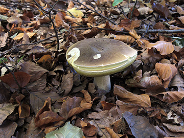 Boletus_edulis_BO_BergerTal_141018_ja02.jpg