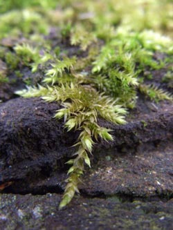 Brachythecium_rutabulum_Schmechtingtal071117_ja01.jpg