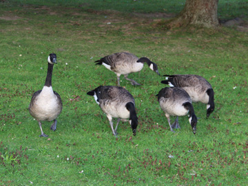 Branta_canadensis_BOLaer_UemmingerSee_CB01.jpg