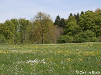 BrilonerHochflaeche260409_CB12.jpg