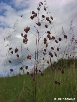 Briza_media_Hoenselberg_100612_TK04.jpg