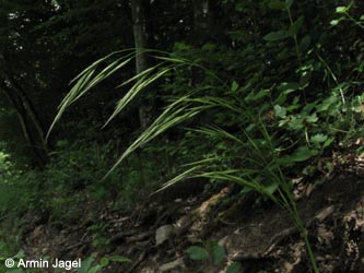 Bromus_benekenii_Eifel2012_DreimuehlenerWasserfall100612_ja01.jpg