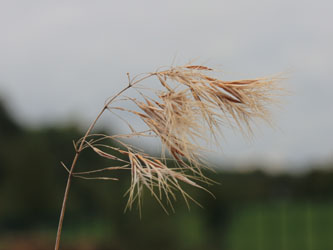 Bromus_tectorum_HATHenrichshuette130915_CB01.jpg