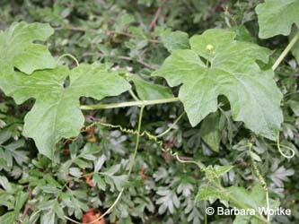 Bryonia_dioica_Friemersheim_BW22.jpg