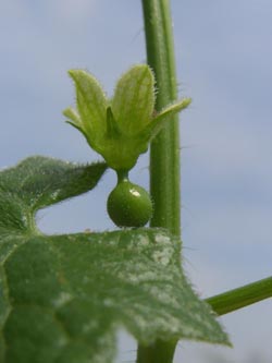 Bryonia_dioica_Geseke150606_ja04.jpg