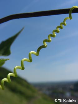 Bryonia_dioica_Leutesdorf_290511_TK197.jpg