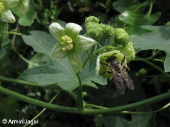 Bryonia_dioica_Leutesdorf_290511_ja01.jpg