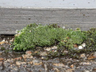 Bryum_argenteum_Ceratodon_purpureus_BO-FH-Kryptogamen_160123_CB04.jpg