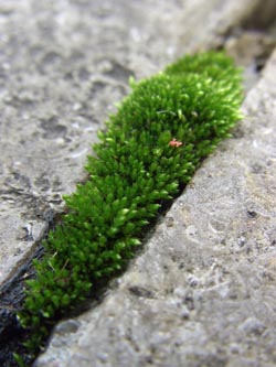 Bryum_argenteum_Schmechtingtal071117_ja05.jpg