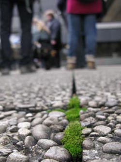 Bryum_barnesii_RUB250114_ja02.jpg