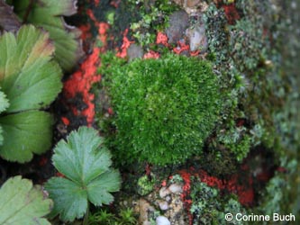 Bryum_capillare_BORUB060210_CB01.jpg