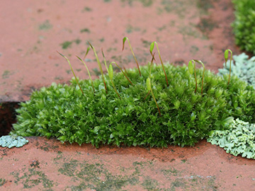 Bryum_capillare_BOUnicenter_210118_CB01.jpg