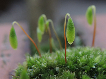 Bryum_capillare_Bochum_Unicenter_Kryptogamen_210118_ja03.jpg