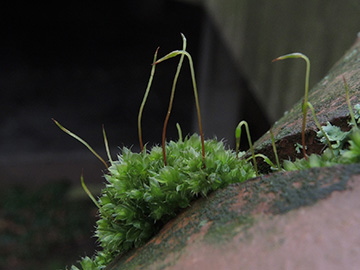 Bryum_capillare_Bochum_Unicenter_Kryptogamen_210118_ja04.jpg