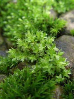 Bryum_capillare_Haar-Birnenmoos_Schmechtingtal171107_ja01.jpg
