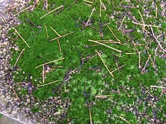 Bryum_capillare_Schmechtingtal071117_ja39.jpg