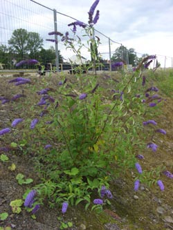 Buddleja_davidii_DOHoerdePhoenixsee210712_TK01.jpg