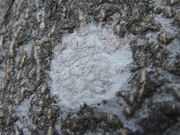 Buellia_griseovirens_RUBMoose210117_ja02.jpg