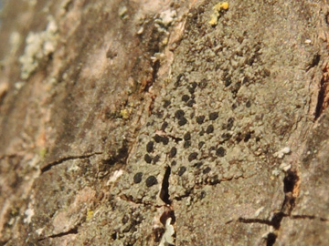 Buellia_punctata_RUBMoose210117_ja02.jpg