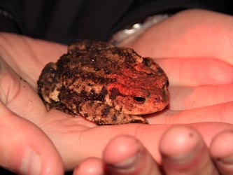 Bufo_bufo_NSGTippelsberg_260814_CB01.jpg