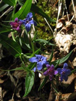 Buglossoides_purpurocaerulea_SWD2009_238_ja01.jpg