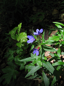 Buglossoides_purpurocaeruleum_SWHaenge_Kyffhaeuser040610_ja01.jpg