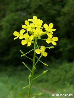 Bunias_orientalis_Laacher_See_070612_TK.jpg