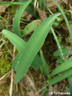 Bupleurum_falcatum_SWD2009_TK123.jpg