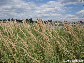 Calamagrostis_epigejos_KMerkenichRhein_JScholten01.jpg