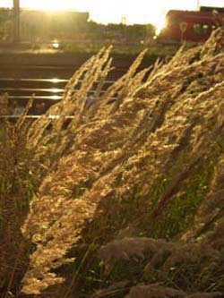 Calamagrostis_epigejos_MagdeburgHbf_ElbeEx2008_ja02.jpg