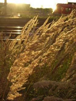 Calamagrostis_epigejos_MagdeburgHbf_ElbeEx2008_ja02.jpg