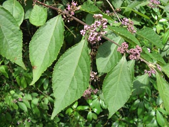 Callicarpa_bodinieri_170607_ja01.jpg