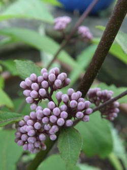 Callicarpa_bodinieri_BORoncalli090608_ja01.jpg