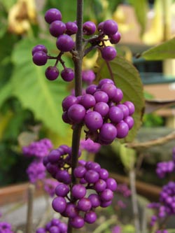 Callicarpa_bodinieri_BORoncalli121007_ja01.jpg