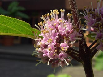 Callicarpa_bodinieri_BORoncalli180608_ja03.jpg