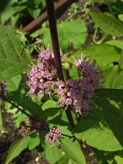 Callicarpa_bodinieri_BORoncalli180608_ja05.jpg