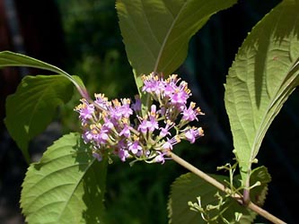 Callicarpa_japonica_ho04.jpg