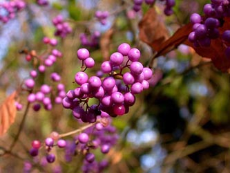 Callicarpa_japonica_ho10.jpg