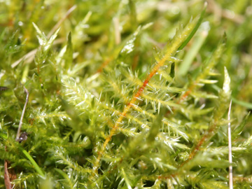 Calliergonella_cuspidata_RUBMoose210117_CB02.jpg