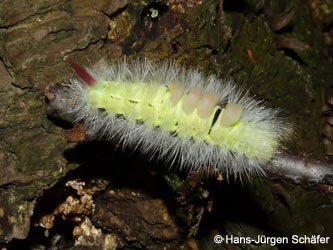 Calliteara_pudibunda_BoevinghauserBachtal141012_HJSchaefer.jpg